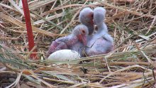 コウノトリ３羽ふ化　ミライ、カナタペアから初　野田・飼育繁殖施設