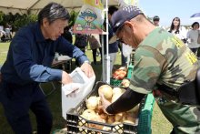 白子「たまねぎ祭り」盛況　両手いっぱいつかみ取り　収穫体験３１日まで　多彩な料理も提供