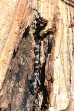 「幻のヘビ」見つかった！　夜行性のシロマダラ　南房総