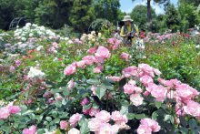 色とりどりバラ２５００株本番　６月７日までローズフェスティバルも　佐倉草ぶえの丘バラ園