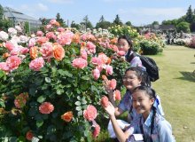 甘い香り堪能　バンコクこども親善大使、八千代の京成バラ園見学