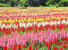 東京ドイツ村、キンギョソウ・ペチュニア見ごろ　１３万株、色彩の競演　袖ケ浦