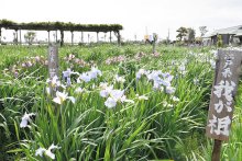 水郷佐原に初夏の訪れ　紫や白、涼しげに咲き始め　香取であやめ祭り開幕　４００種、６月上旬見頃