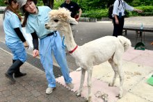 アルパカ“夏の装い”　毛刈り「全身ケア」　市川市動植物園