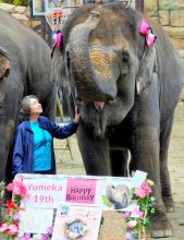 ゆめ花１９歳　市原ぞうの国でお誕生日会、来場者らがお祝い