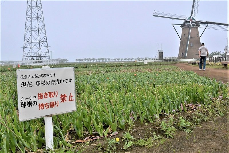 チューリップの球根を持ち帰らないように呼び掛ける看板＝５日、佐倉市