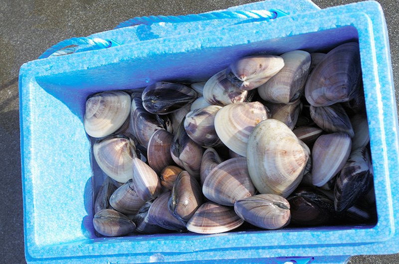 九十九里浜に大量ハマグリ　採取禁止も持ち帰り相次ぐ　漁業者「死活問題」「採取は密漁」