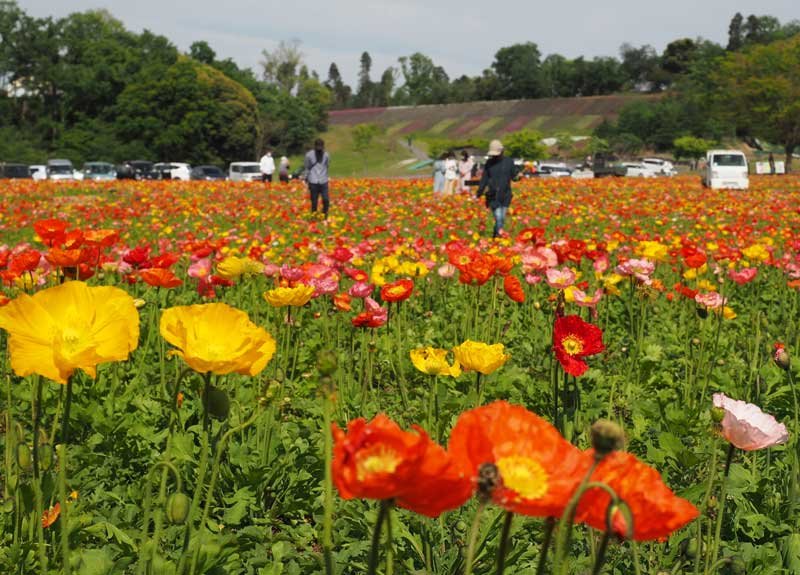 見頃を迎えたポピーの花畑＝袖ケ浦市永吉の東京ドイツ村