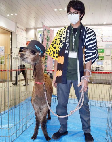 一日駅長に就任した千葉市動物公園のアルパカ「ミッティー」（左）＝２４日、ＪＲ海浜幕張駅