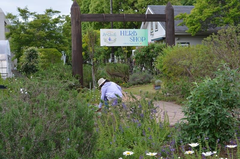 コロナの影響で１カ月遅れで開園したハーブガーデン＝酒々井町

