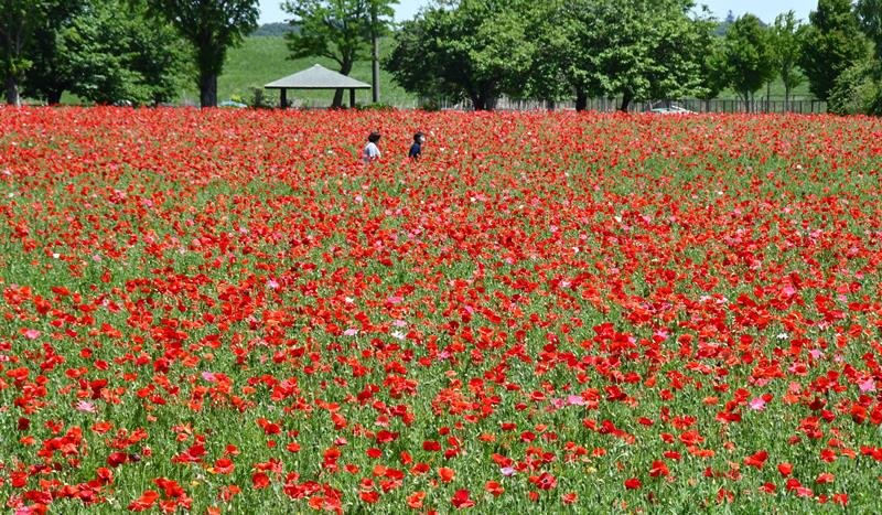 赤いポピーで染まったあけぼの山農業公園の花畑＝柏市

