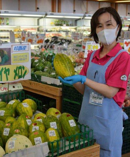 市特産のパパイヤメロン。最盛期を迎えており、大きいサイズで重さ１・５キロ近くある物もある＝２１日、印西市
