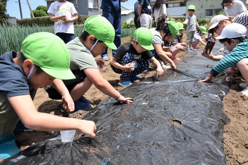 「大きくなって」と落花生の種をまく子どもたち＝銚子市