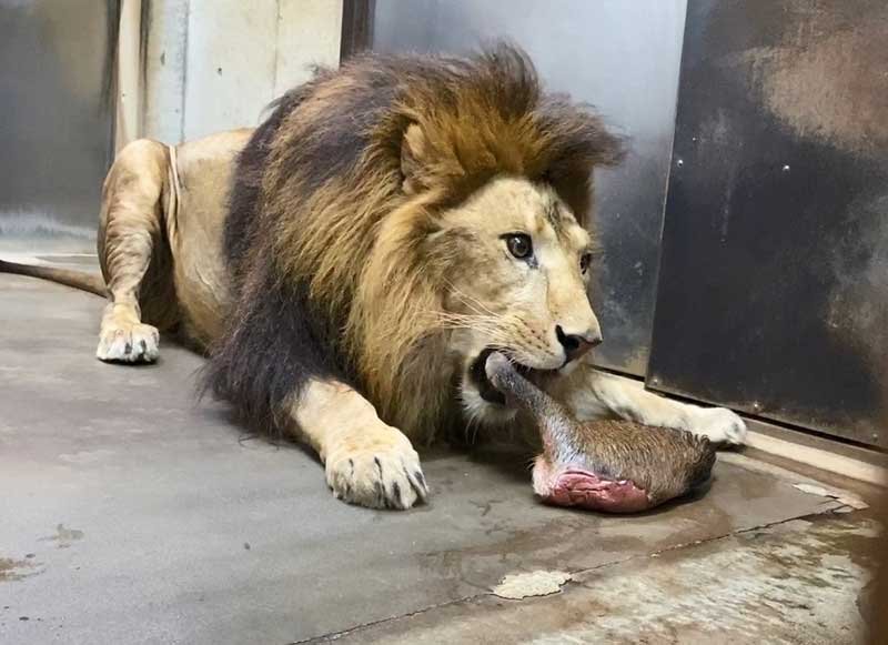 駆除したイノシシの脚にかぶりつくライオンの「アレン」（千葉市動物公園提供）

