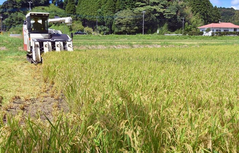収穫される極わせ品種「五百川」＝２０日、いすみ市新田野
