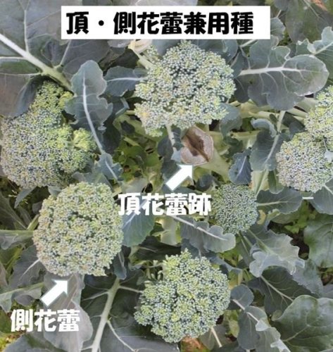 品種に合う時期に種まき　土寄せはしっかりと　ブロッコリー・カリフラワーの作り方　風間龍夫　【野菜レッスン】（１２０）