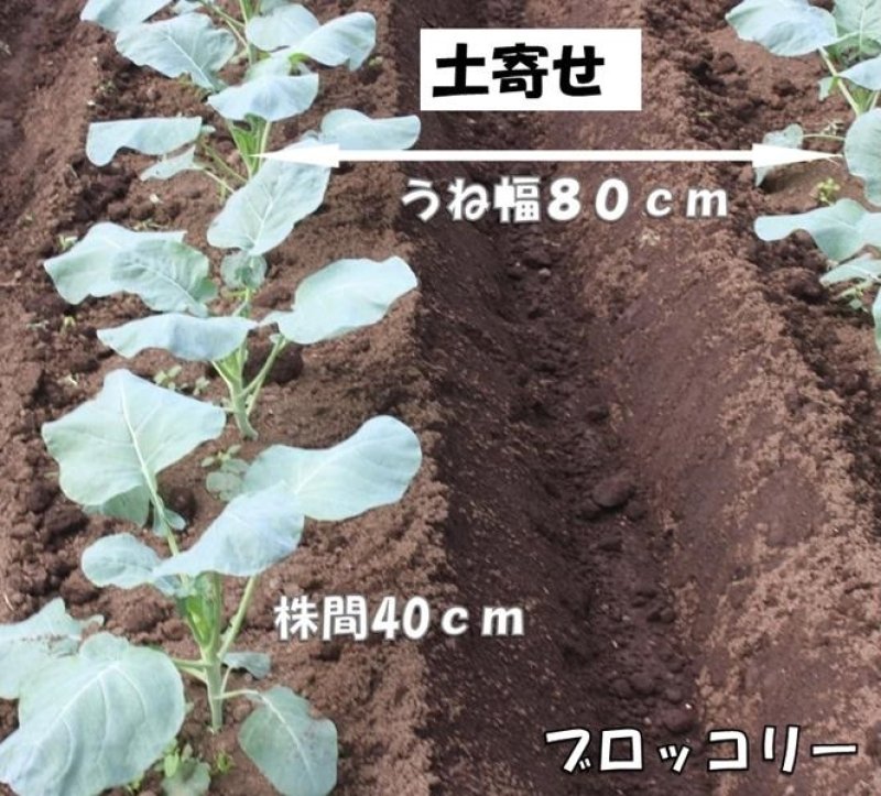 品種に合う時期に種まき　土寄せはしっかりと　ブロッコリー・カリフラワーの作り方　風間龍夫　【野菜レッスン】（１２０）