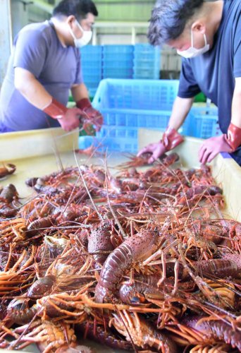 いすみ市の大原漁港で３日、今季最初の伊勢エビが水揚げされた