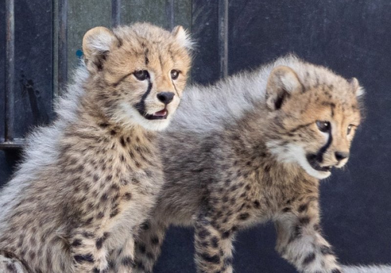 ９月２７日から公開されるチーターの子どもたち（千葉市動物公園提供）