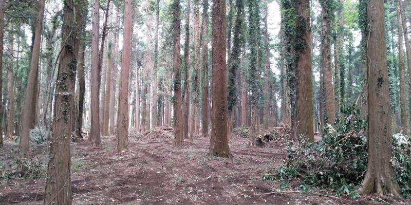 手入れされた山武杉林
