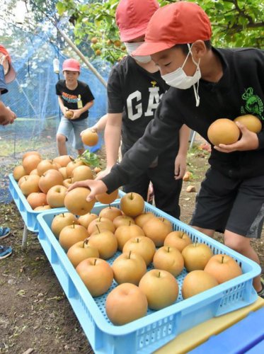 おいしそう！手伸ばし豊作に笑顔　学校で梨収穫　いすみ・古沢小３年生