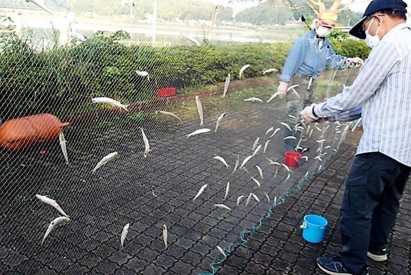 高滝湖で行われたワカサギの成育調査＝市原市（養老川漁業協同組合提供）