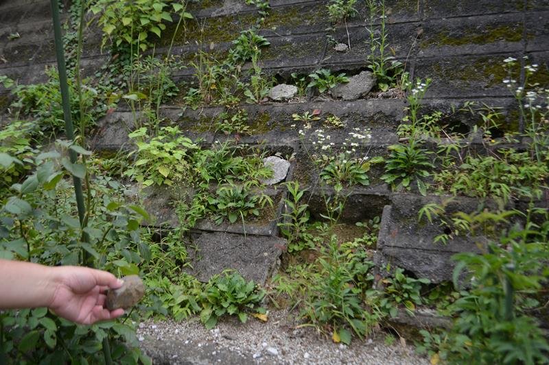 戸建て住宅の庭の目の前を覆い、劣化が進む市管理の斜面。住民は崩れ落ちてきた破片を手に、早期対策を訴えた＝９月下旬、八千代市八千代台西
