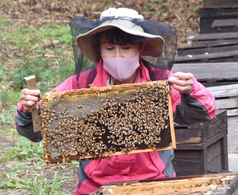 ミツバチの状態を確認する「ひふみ養蜂園」の尾形社長＝１０日、館山市
