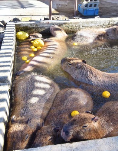 冬至にぽかぽか　カピバラ一家ゆず湯満喫　アロハガーデンたてやま