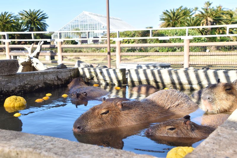 冬至にぽかぽか　カピバラ一家ゆず湯満喫　アロハガーデンたてやま