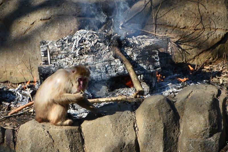 たき火に近づき、焼き芋を頬張るサル＝２０日午前、千葉市若葉区の市動物公園
