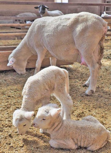 ヒツジの出産シーズンを迎えているマザー牧場。双子の赤ちゃんも誕生した＝富津市