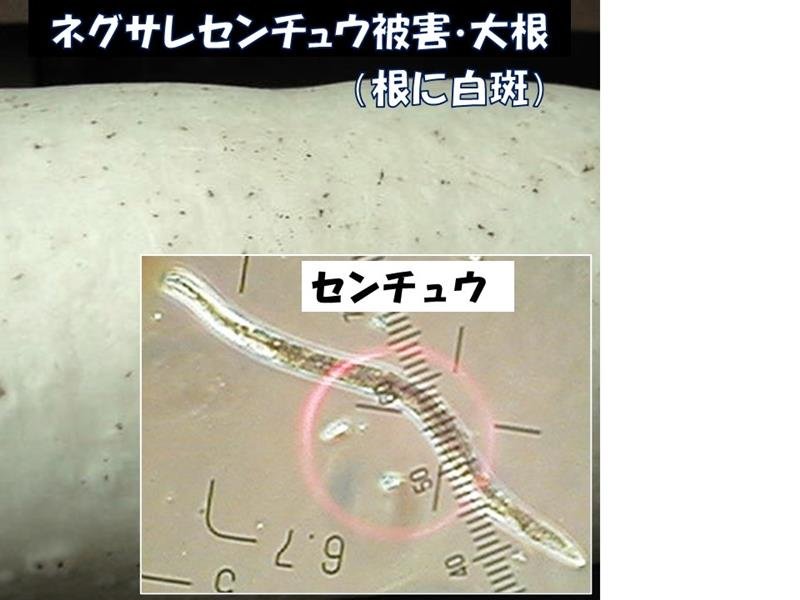発育早く、強い繁殖力　種類により異なる防除　害虫３　風間龍夫　【野菜レッスン】（１２６）
