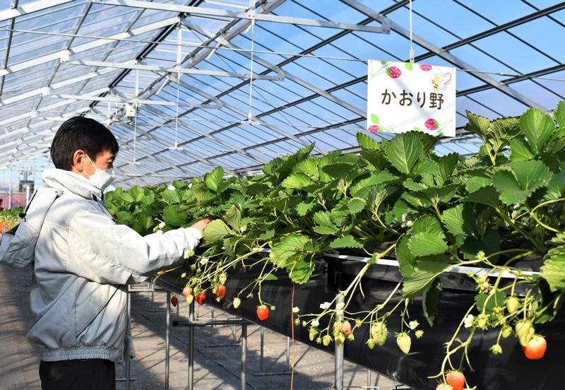 耕作放棄地を活用した観光型農園「Ｂｅｅ　Ｍｙ　Ｂｅｒｒｙ」。四つのハウスで７種類のイチゴ狩りを楽しめる＝木更津市

