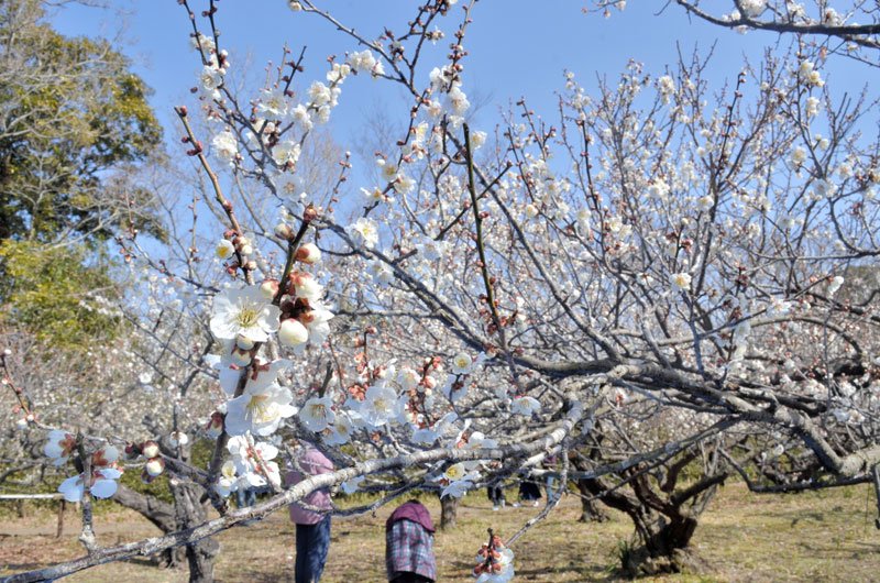 例年より２週間ほど開花が遅れたが、見頃を迎えた梅が来場者を楽しませている＝５日、横芝光町の坂田城跡