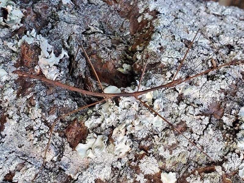 「ナナフシモドキの雄」ではなく、「アマミトガリナナフシの雄」だと確認された昆虫（千葉県立中央博物館提供）
