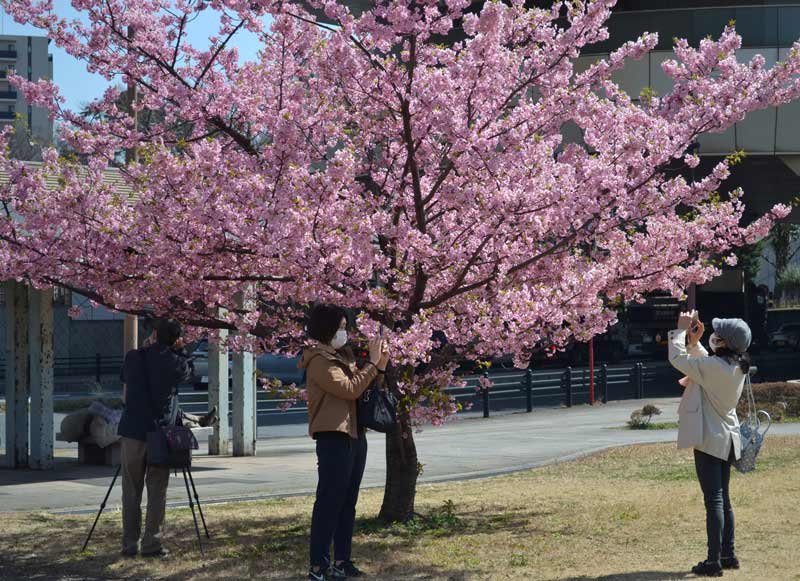 今年の最高気温を記録した千葉市の公園では満開の河津桜をスマートフォンで撮影する人の姿が目立った＝１２日午後０時半ごろ、同市中央区