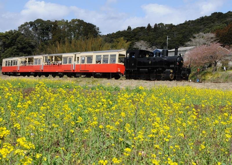 菜の花畑の中を走る小湊鉄道のトロッコ列車＝２０日、市原市