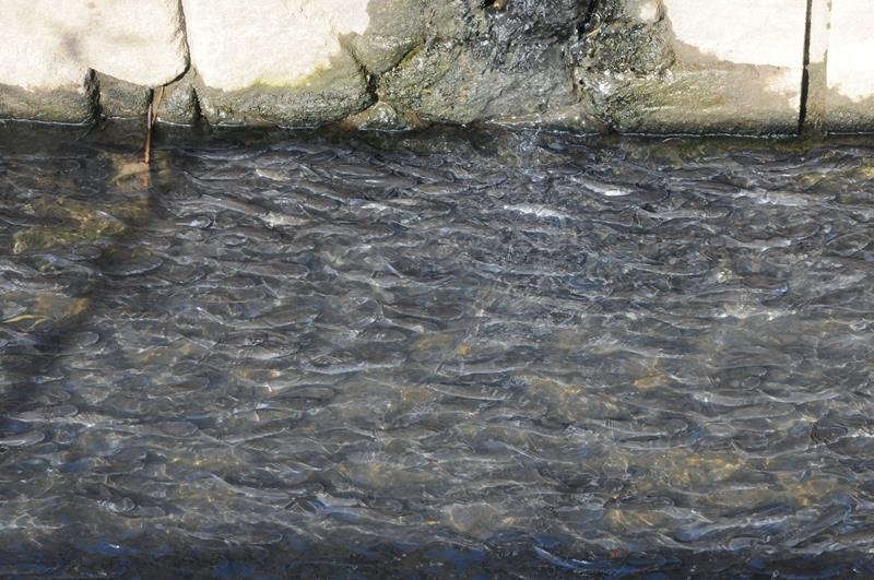 市原市内の水路に出現した大量の魚＝２０日午後
