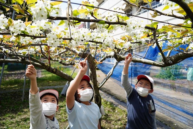 白い梨の花に手を伸ばし受粉作業をする児童＝いすみ市立古沢小