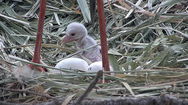 誕生が確認されたひな（野田市提供）
