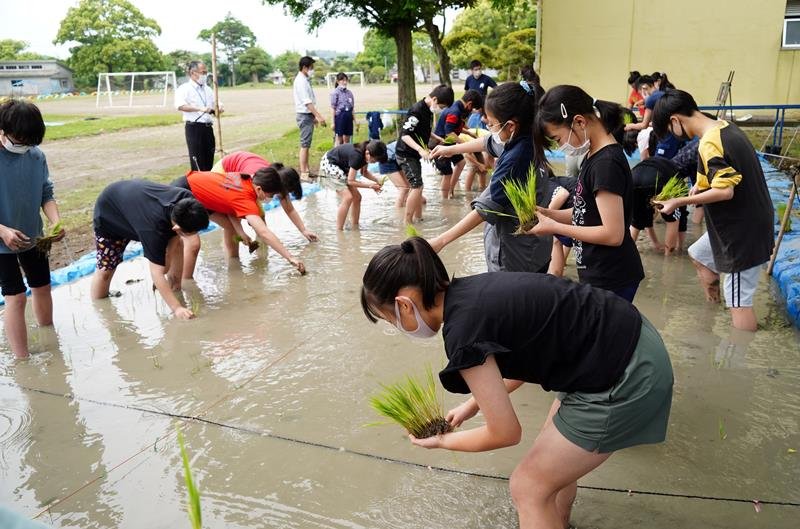 校庭に作った田んぼで田植えをする児童＝いすみ市立長者小
