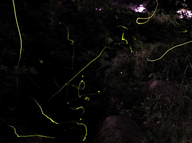 親水公園を流れる小川に沿って飛び交うホタルの光跡＝２２日夜、君津市
