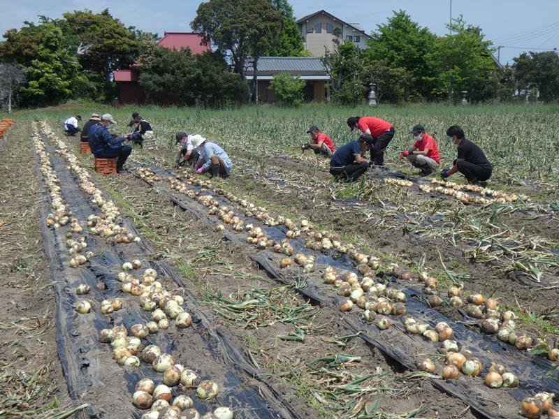 タマネギの収穫を行う長生地域の障害者支援事業所の利用者ら＝白子町
