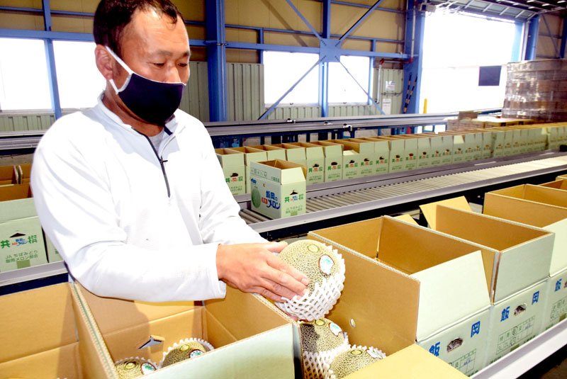 「飯岡メロン」の主力品種「タカミ」を手にする生産者＝５日、旭市横根
