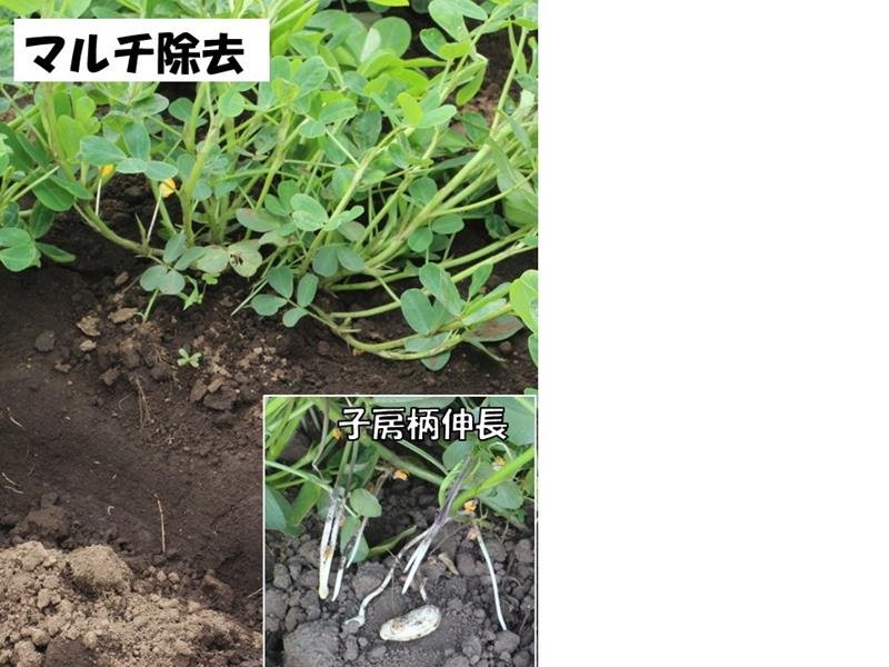 窒素肥料は控え目に　さやの肥大は石灰で　おおまさりの作り方　風間龍夫　【野菜レッスン】（１３０）
