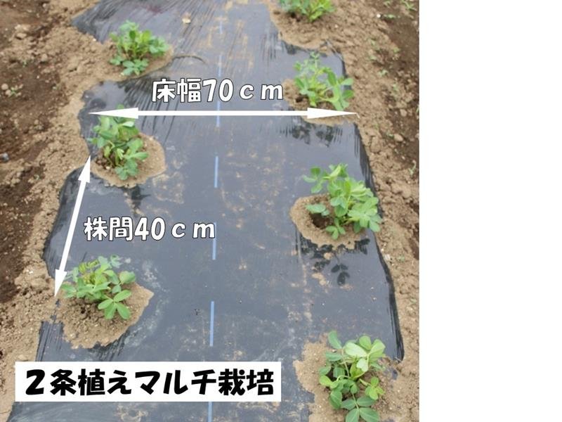 窒素肥料は控え目に　さやの肥大は石灰で　おおまさりの作り方　風間龍夫　【野菜レッスン】（１３０）
