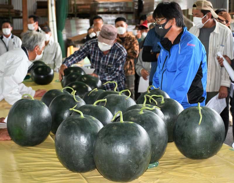 黒いスイカの出荷始まる　糖度高い仕上がり　お中元に人気　富里「プレミアムブラック」