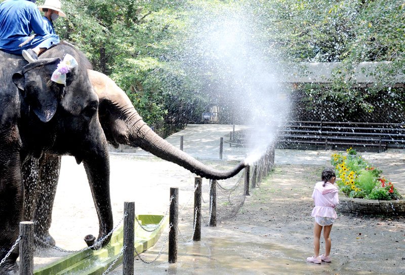 市原ぞうの国で、アジアゾウと水遊びする子ども＝２日、市原市