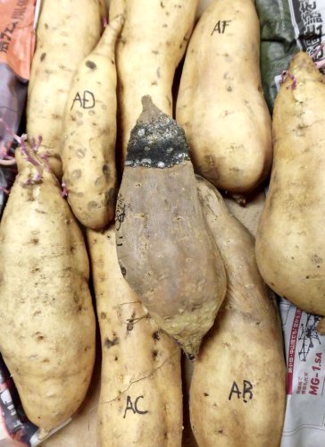 基腐病に感染したサツマイモ（中央、鹿児島県提供）（共同）